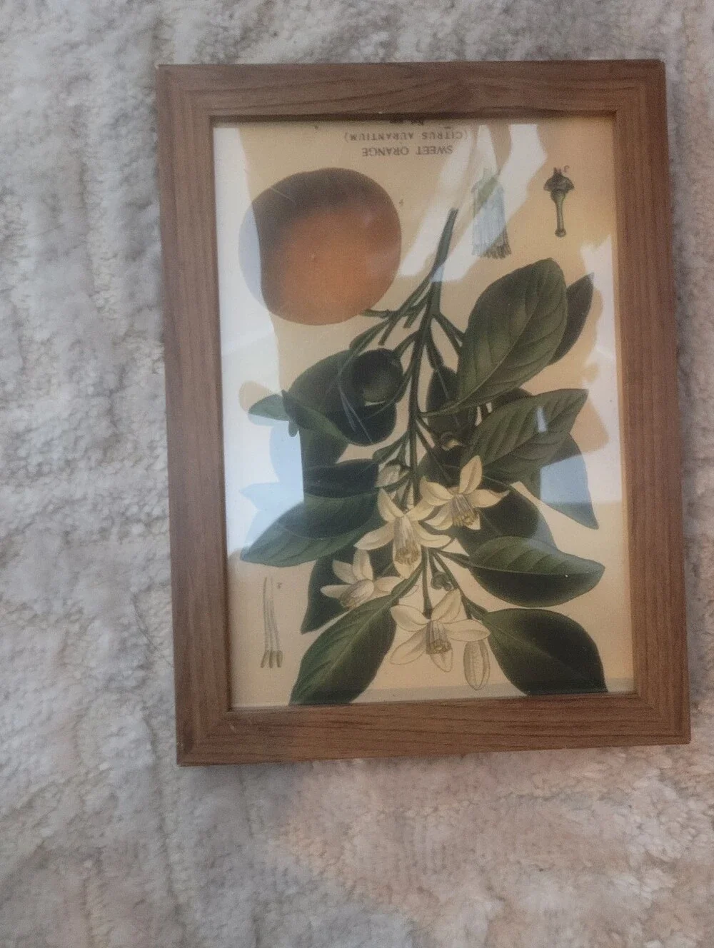 Botanical Sweet Orange Wall Art Print in Green and Cream - Unbranded